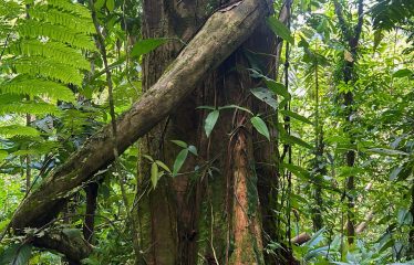 JUNGLE DREAMS FARM: WHERE NATURE MEETS SERENITY – 20 ACRES